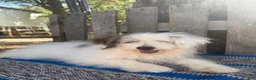 Mixed Breed dogs for sale: Lonnie - Ad 4