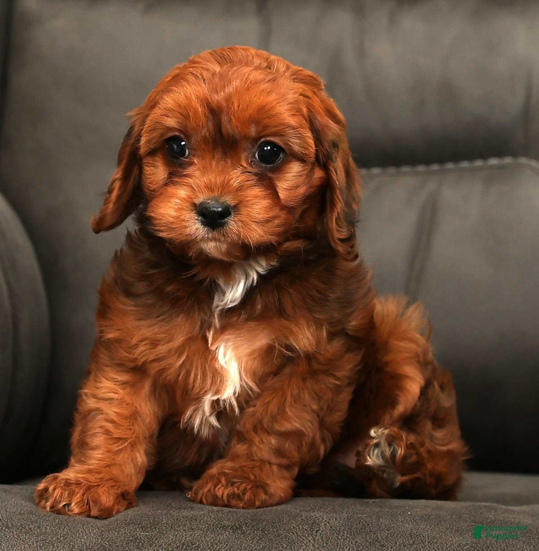 Cavapoo dogs for sale: Candy - Ad 2