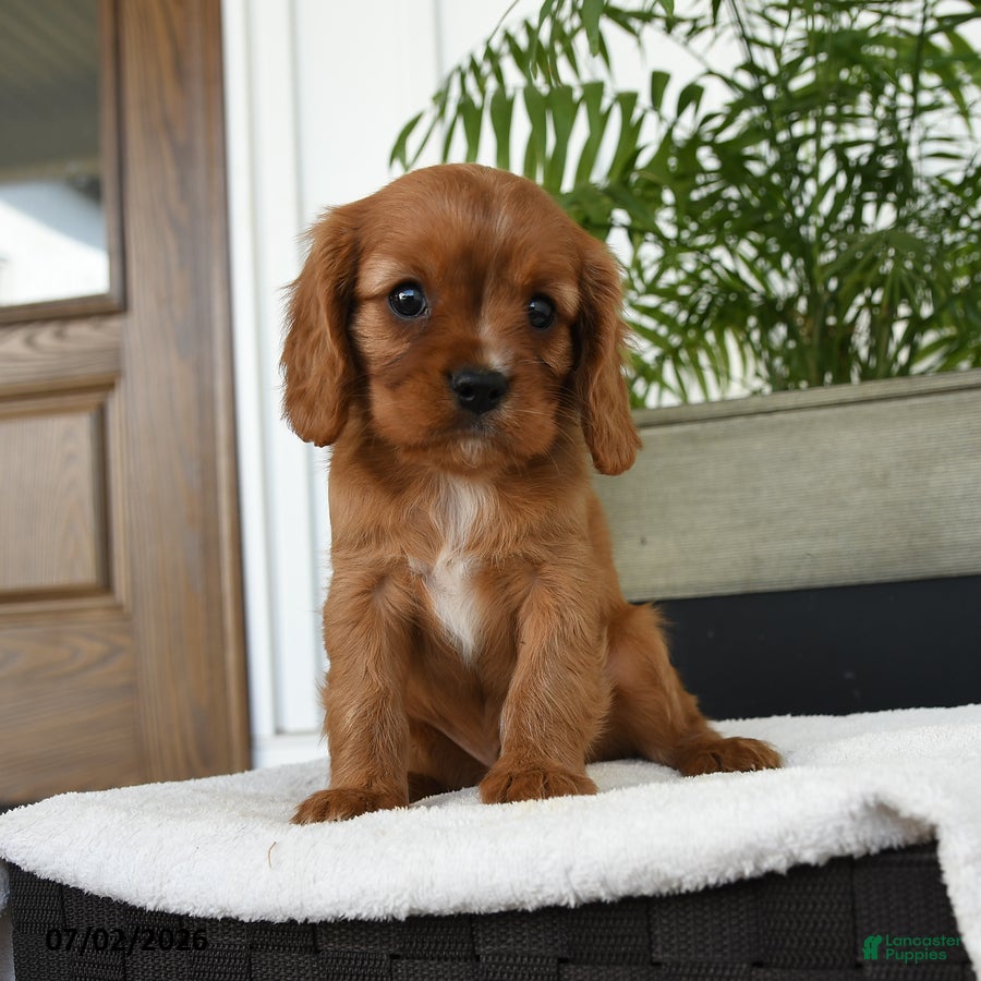 Cavalier King Charles Spaniel dogs for sale: Hector - Ad 1