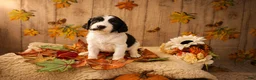 English Springer Spaniel dogs for sale: Sky - Ad 1