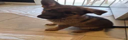 German Shepherd dogs for sale: German Shepherd 5 - Ad 3