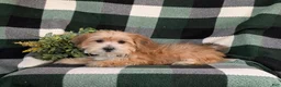 Morkie dogs for sale: Beethovan 7 lbs Full Grown - Ad 7