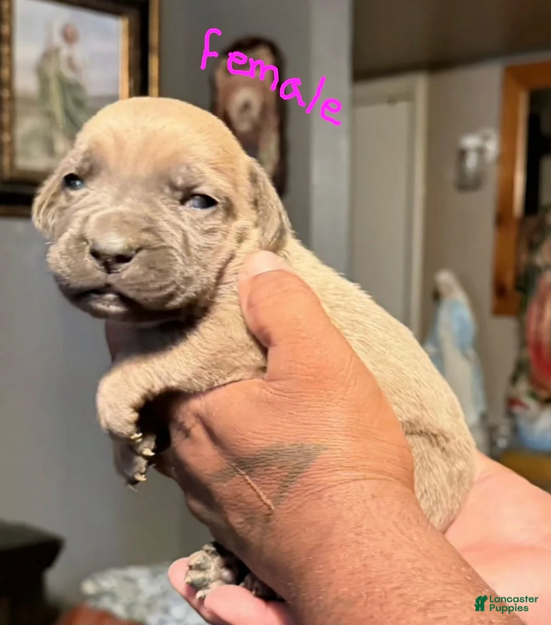 Cane Corso dogs for sale: Cane corso  - Ad 2