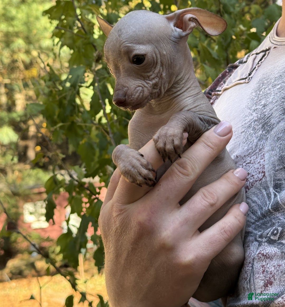 Mixed Breed dogs for sale: Cleopatra  - Ad 10