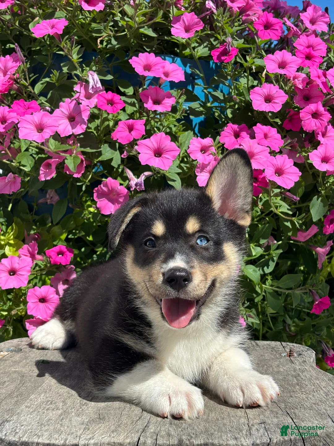 Mixed Breed dogs for sale: Rick - Ad 1