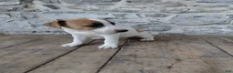 Jack Russell Terrier dogs for sale: Alec - Ad 4