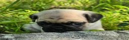 Pug dogs for sale: Moe - Ad 12