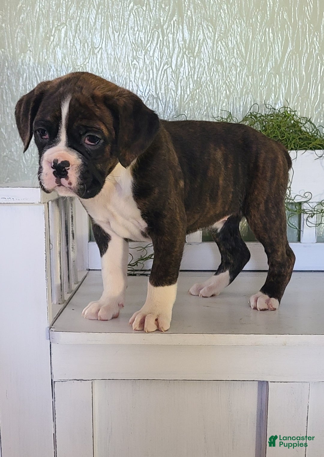 Boxer dogs for sale: Daisy  - Ad 3