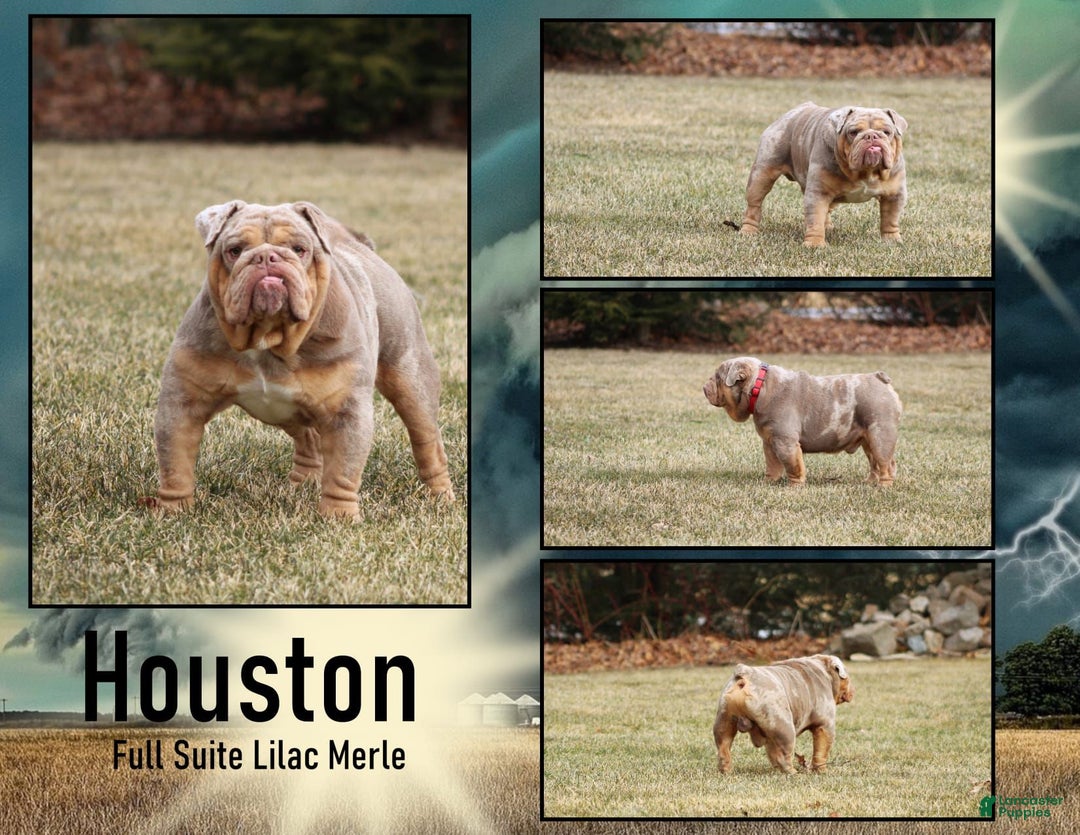 English Bulldog dogs for sale: Tiana - Ad 6