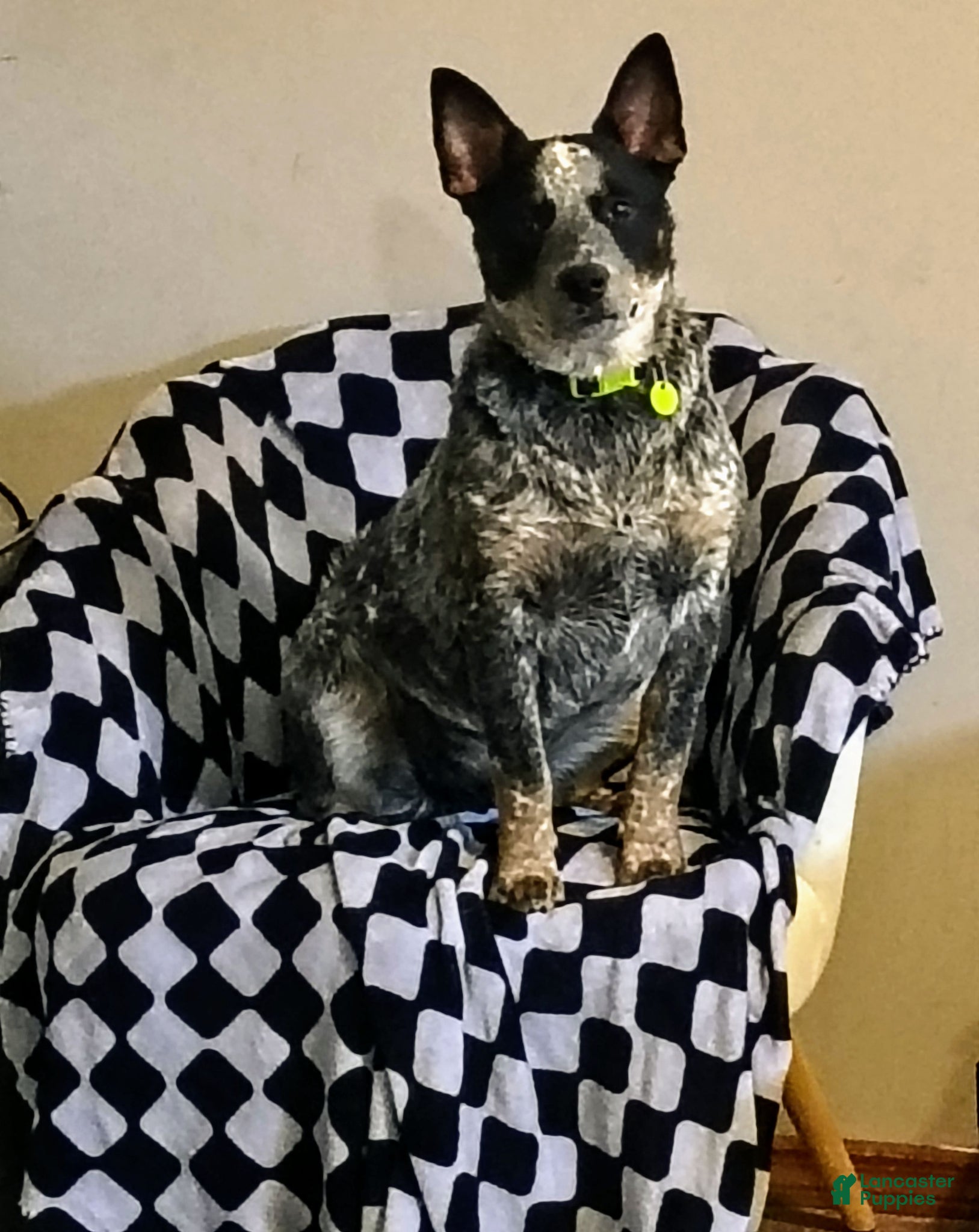 Australian Cattle Dog dogs for stud: Anubis, Male Blue Heeler for stud  - Ad 2