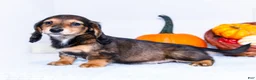 Miniature Dachshund dogs for sale: Nickolas - Ad 5