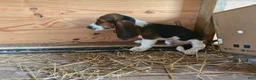 Basset Hound dogs for sale: Baxter Basset Hound - Ad 3