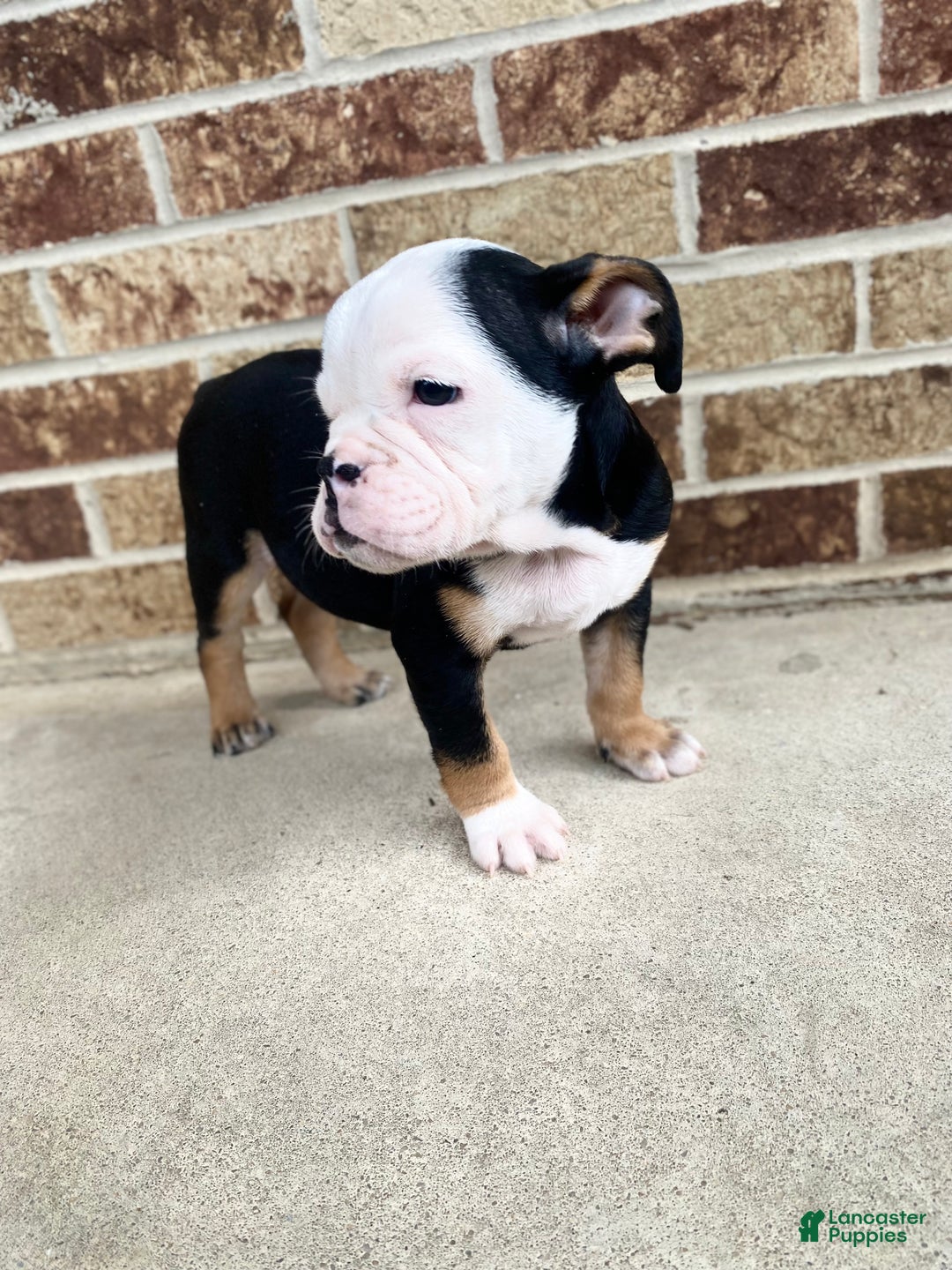 English Bulldog dogs for sale: Dali - Ad 6