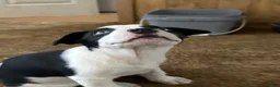 Mixed Breed dogs for sale: Mixed Breed Puppy 1 - Ad 5