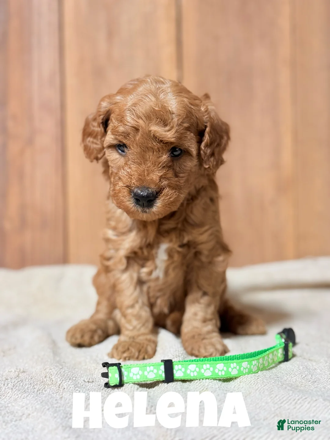 Mini Goldendoodle dogs for sale: Helena, F1b Mini Goldendoodle - Ad 2
