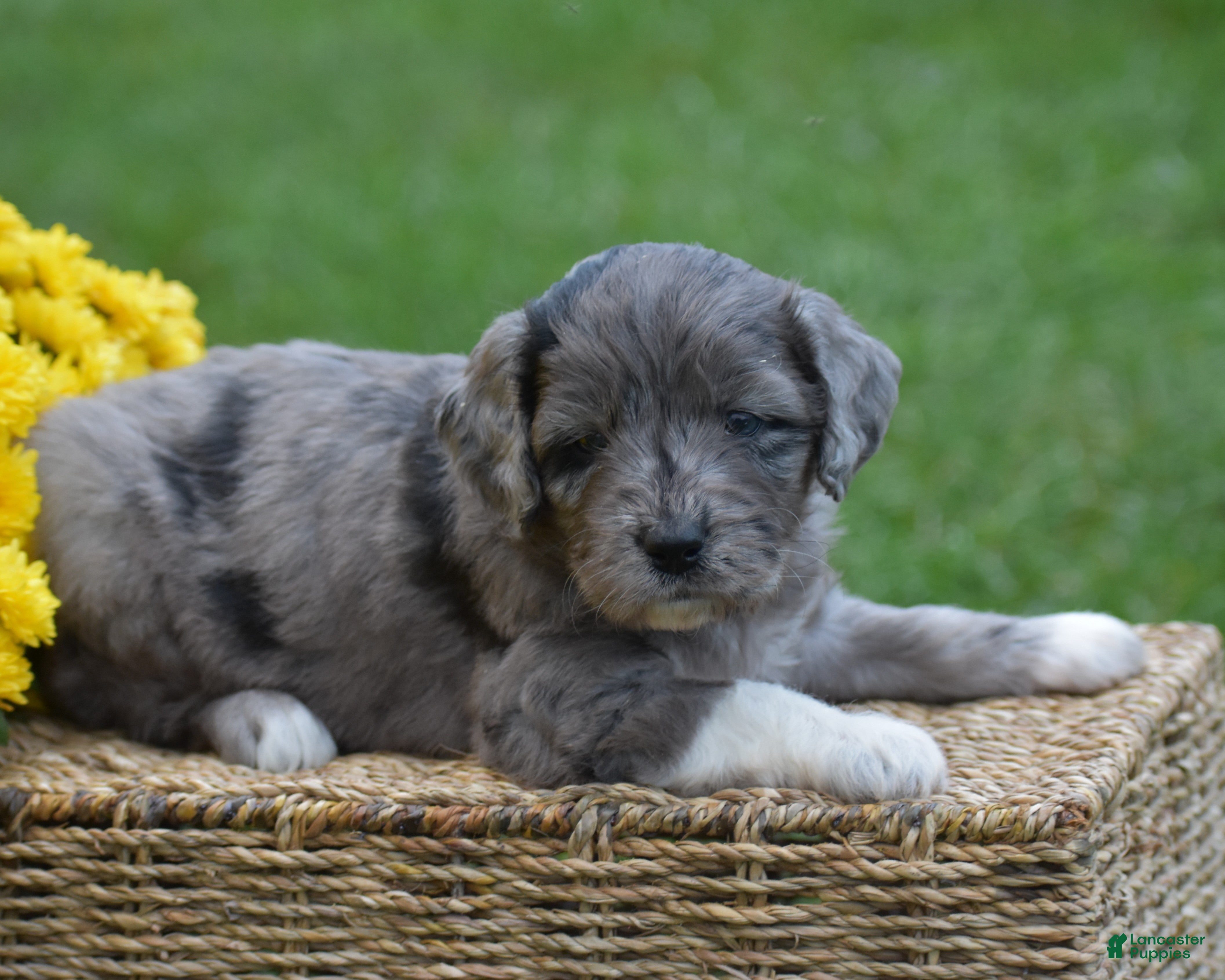 Mini Goldendoodle dogs Harmony - Ad 2