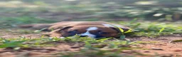 Staffordshire Bull Terrier dogs for sale: Foyt  - Ad 4