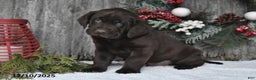 Labrador Retriever dogs for sale: Otis - Ad 4