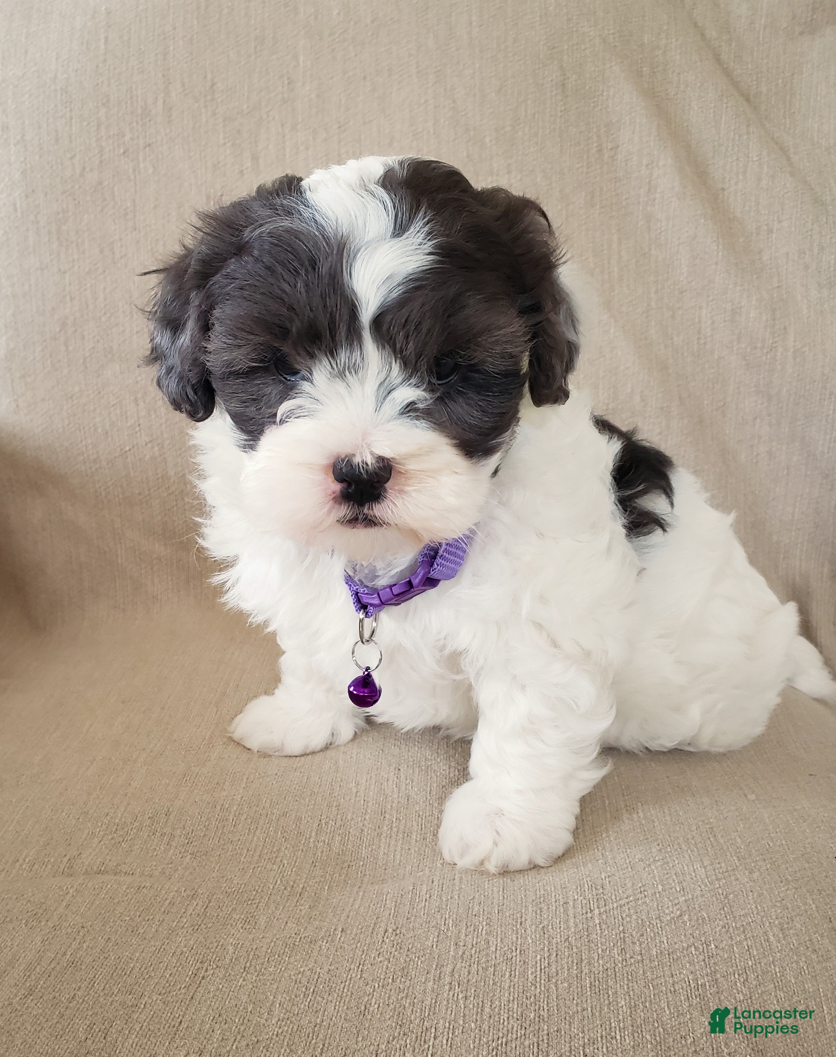 Shihpoo dogs Daffy - Ad 2