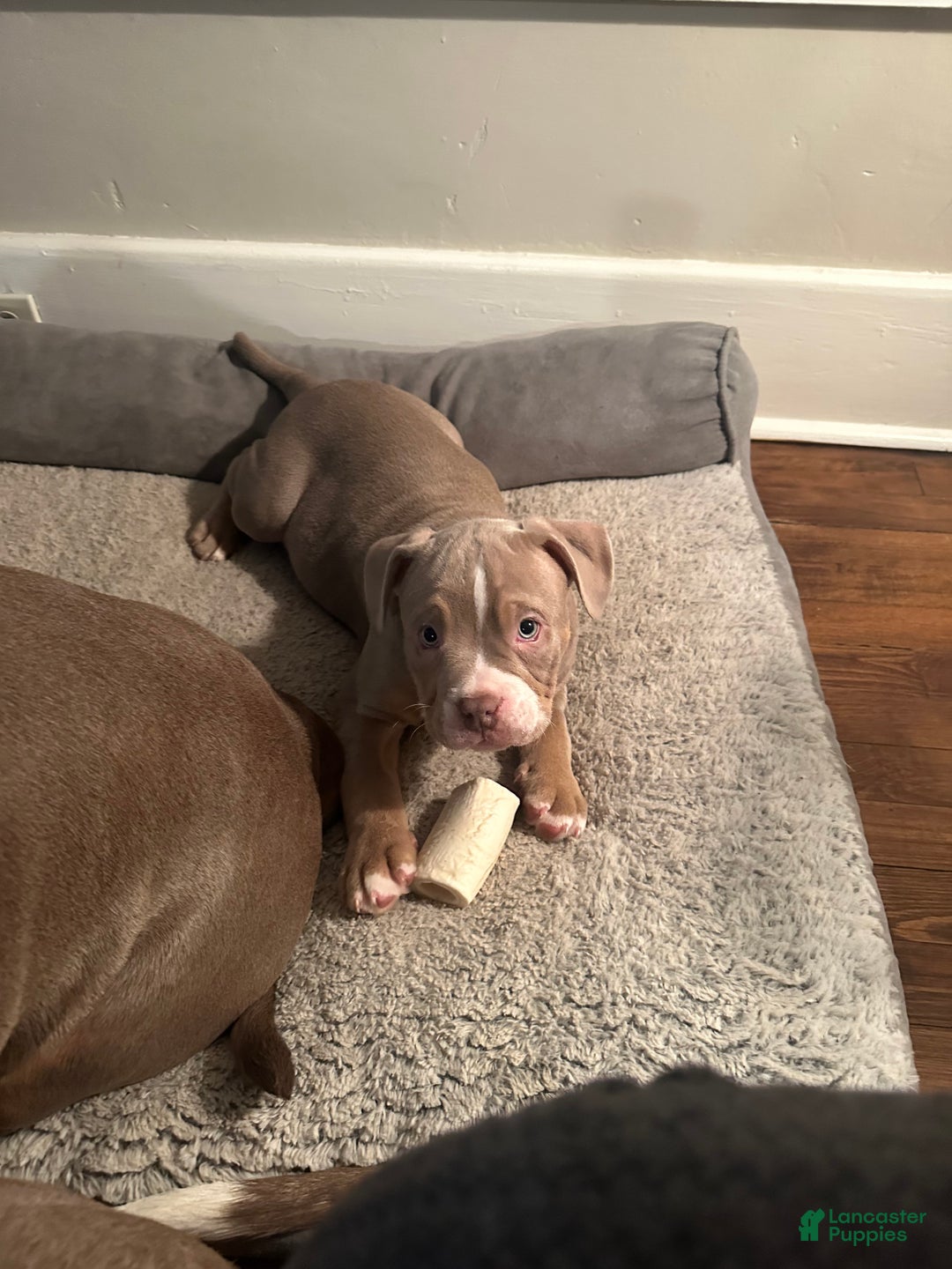 American Bully dogs for sale: American Bully Puppy 6 - Ad 1