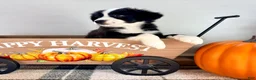 Border Collie dogs for sale: Pumpkin - Ad 4