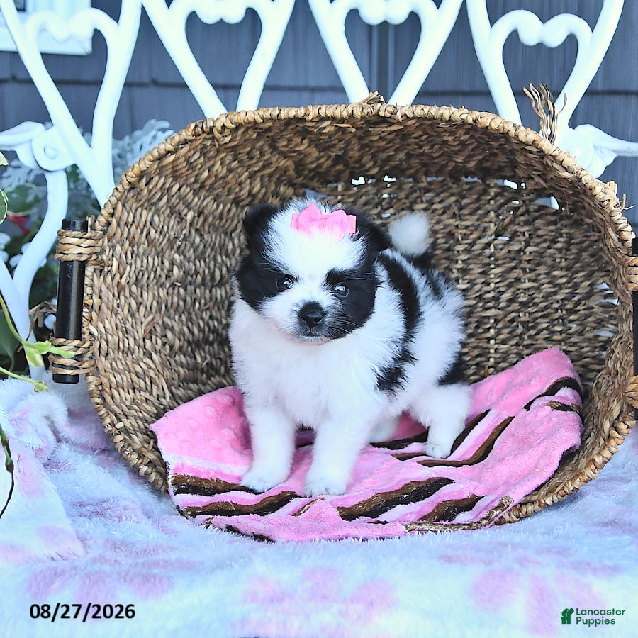 Pomeranian dogs Adora - Ad 1