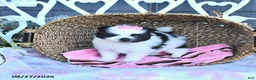 Pomeranian dogs for sale: Adora - Ad 1