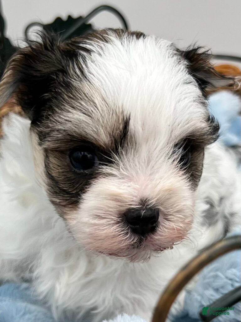 Yorkshire Terrier dogs Keith - Ad 1
