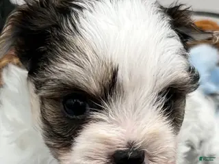 Yorkshire Terrier dogs Keith - Ad 1