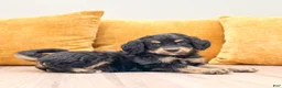 Mini Bernedoodle dogs for sale: Honey - New Video - Ad 3