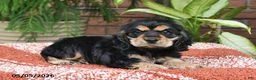 Cocker Spaniel dogs for sale: Duke - Ad 2