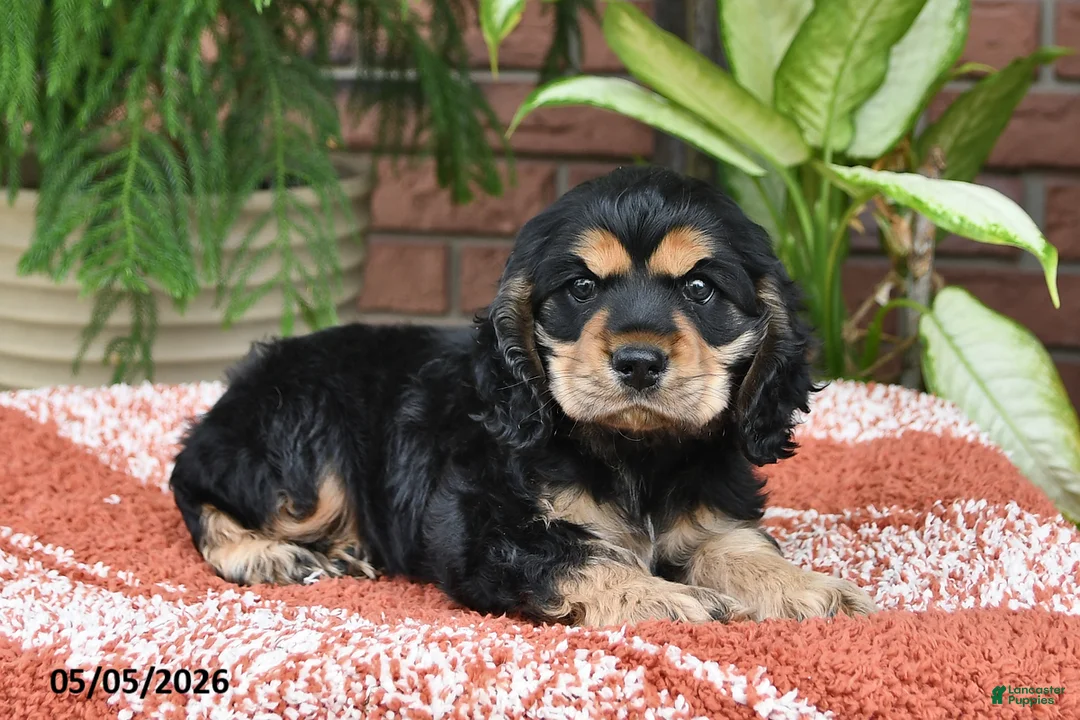 Cocker Spaniel dogs for sale: Duke - Ad 2