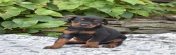 Doberman Pinscher dogs for sale: Rocky - Ad 4