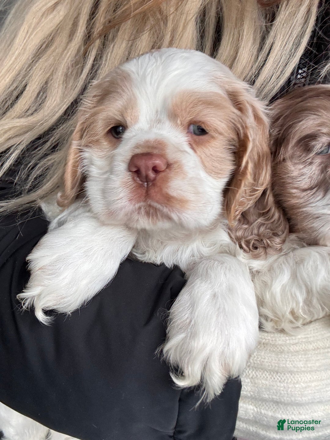 Cocker Spaniel dogs for sale: Oscar Cocker Spaniel Puppy 3 - Ad 1