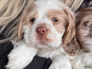 Cocker Spaniel dogs Oscar Cocker Spaniel Puppy 3 - Ad 12