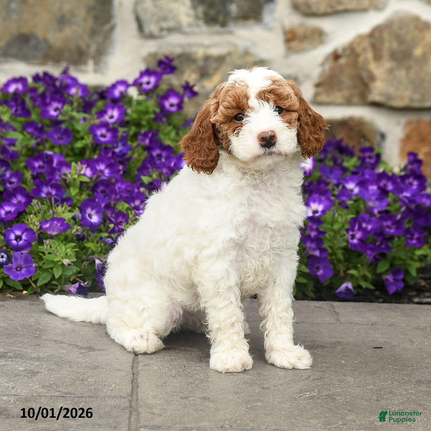 Mini Goldendoodle dogs Sophia - Ad 1