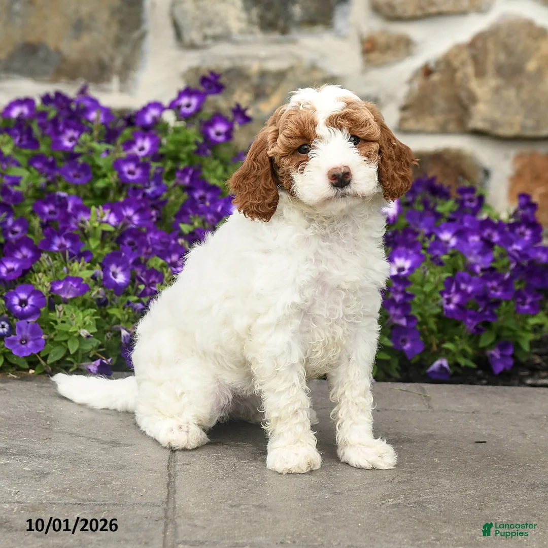 Mini Goldendoodle dogs for sale: Sophia - Ad 1