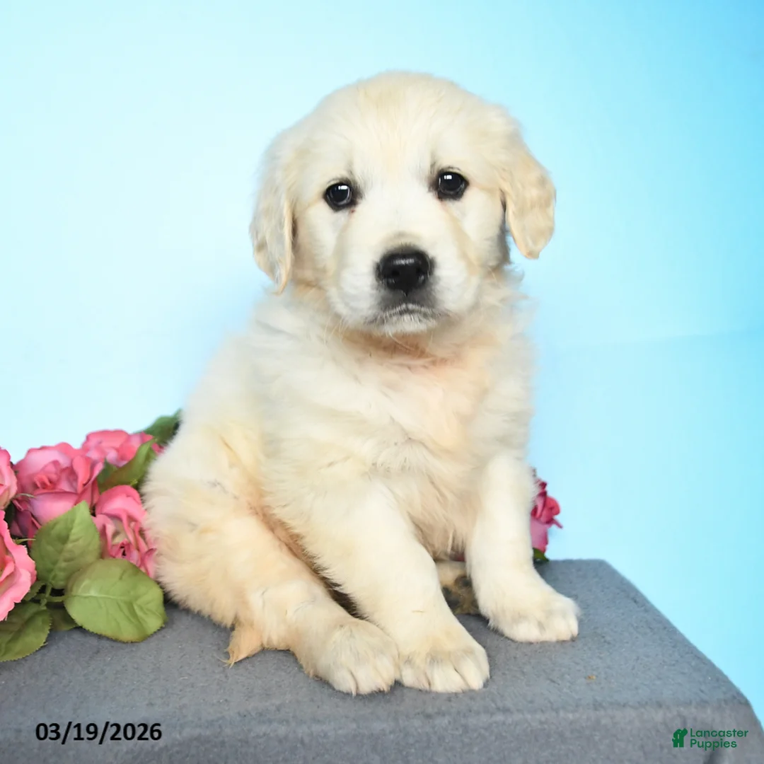 Golden Retriever dogs for sale: Darcy - Ad 3