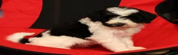 Mini Sheepadoodle dogs for sale: Max - Ad 8