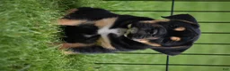 Beabull dogs for sale: Max - Ad 8