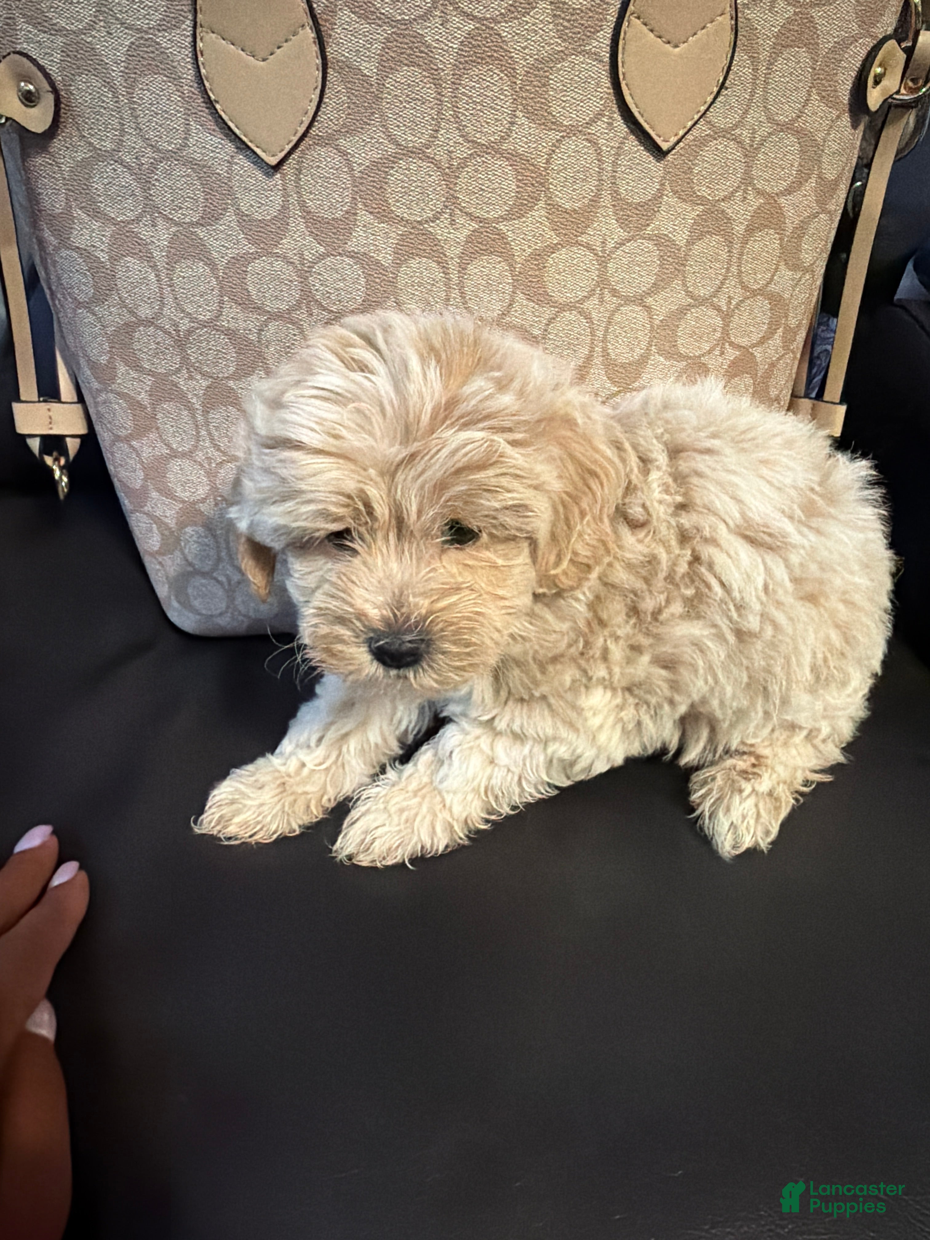 Shihpoo dogs Shihpoo 1 - chloe  - Ad 4