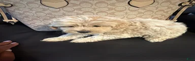 Shihpoo 1 - chloe 