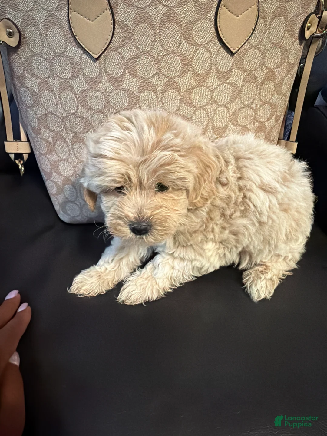 Shihpoo dogs for sale: Shihpoo 1 - chloe  - Ad 1