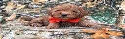 Cavapoo dogs for sale: Archie - Ad 8