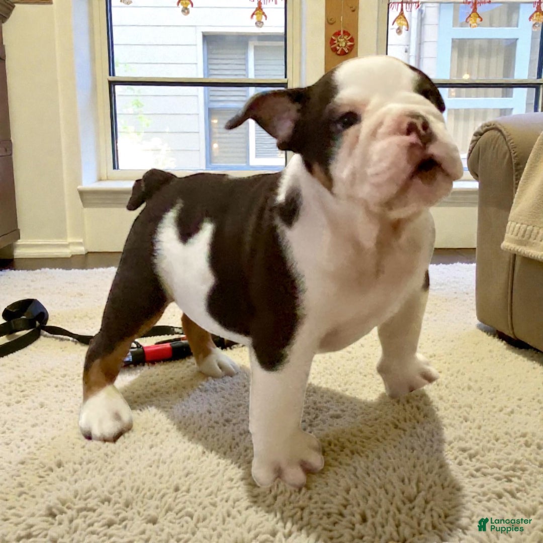 English Bulldog dogs for sale: Ash - Ad 1