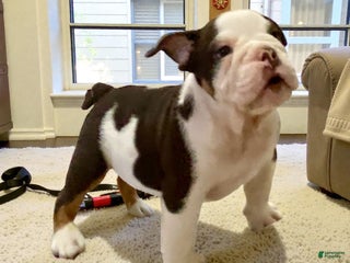 English Bulldog dogs Ash - Ad 20