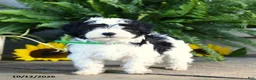 Mixed Breed dogs for sale: Maverick - Ad 2