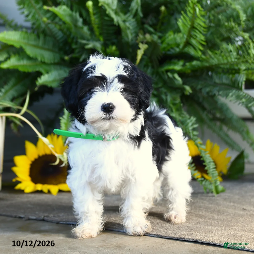 Mixed Breed dogs for sale: Maverick - Ad 2