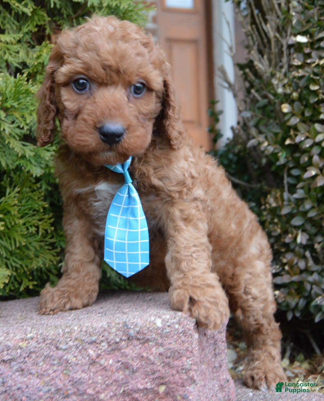 Irish Doodle dogs for sale: Mini Ivan - Ad 8