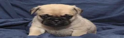 Puggle dogs for sale: Theo - Ad 5
